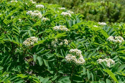 Fujinpihlaja (japaninalppipihlaja) 