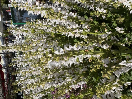 Lehtosalvia