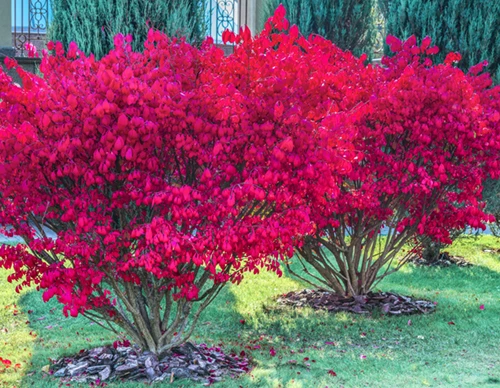 Pallesorvarinpensas