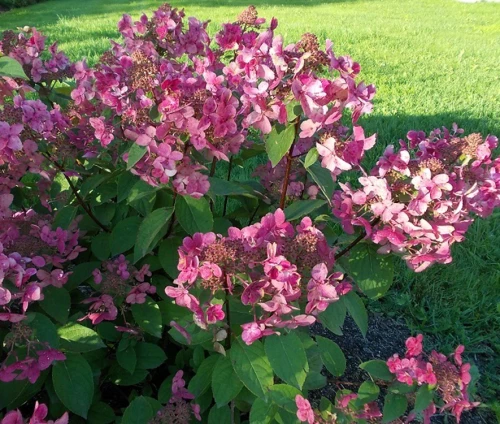 Japaninhortensia (syyshortensia) 