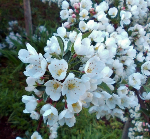 Helmiomenapuu (Japaninmarjaomenapuu)