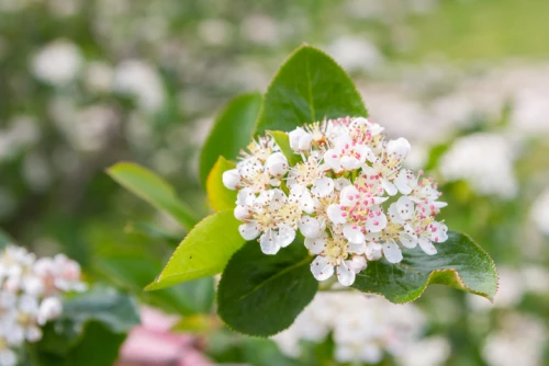 Musta-aronia