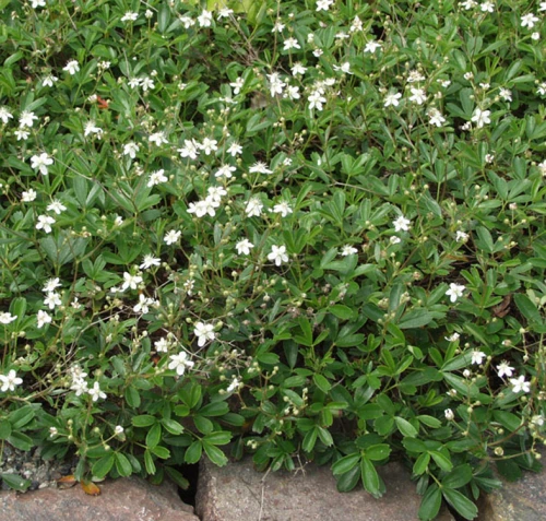 Vitinärvänä (grönlanninhanhikki)