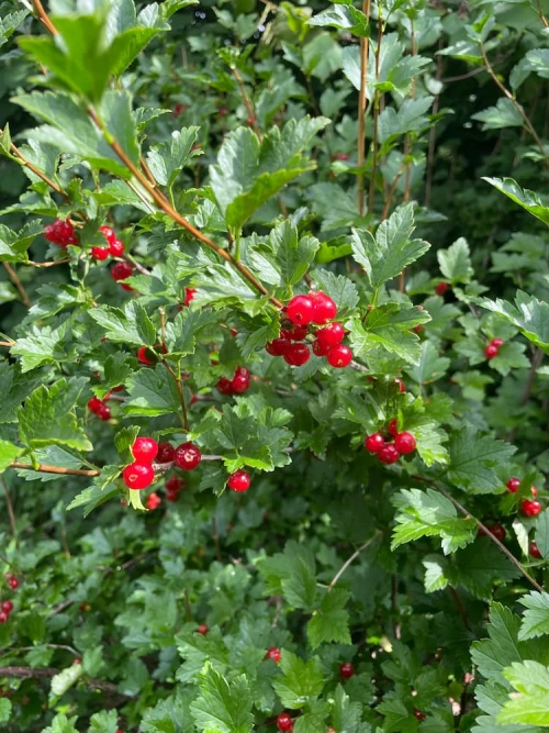 Taikinamarja
