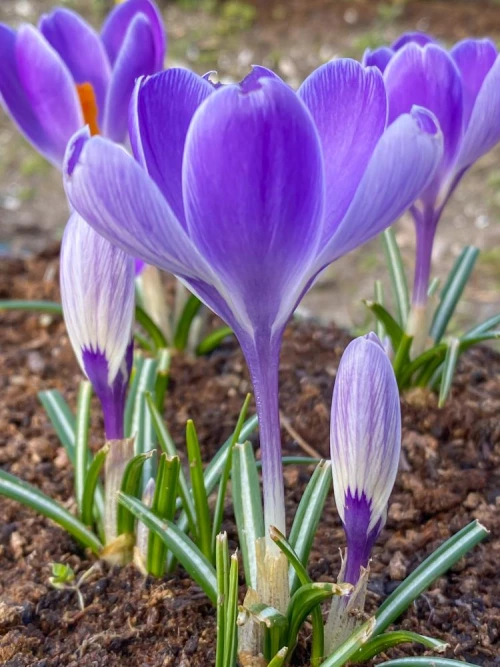 Kasvitietelliset sahramit, krookukset 