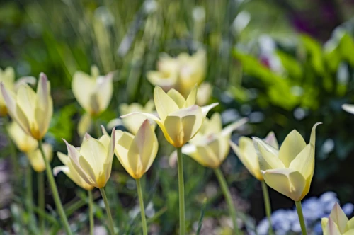 Buharantulppaani, kasvitieteellinen tulppaani 