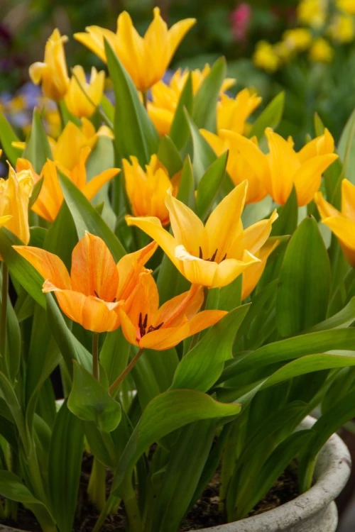 Terttutulppaani, kasvitieteellinen tulppaani 