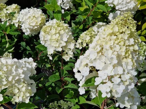 Japaninhortensia 