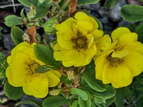 Tarhapensashanhikki
