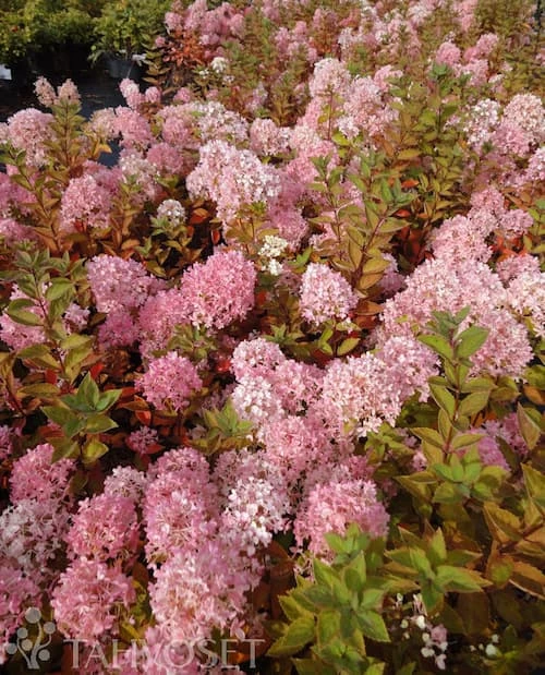 Japaninhortensia (syyshortensia)