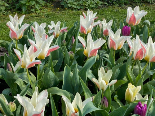 Lummetulppaani, kasvitieteellinen tulppaani 