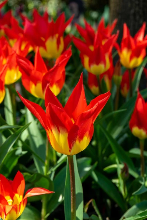 Tulitulppaani, kasvitieteellinen tulppaani 