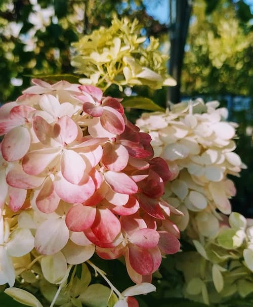 Japaninhortensia (syyshortensia)