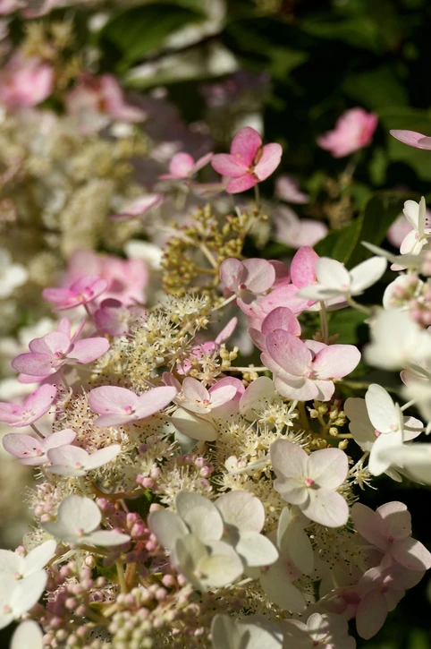 Japaninhortensia (syyshortensia) 