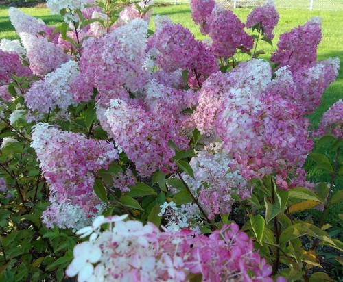 Japaninhortensia (syyshortensia) 
