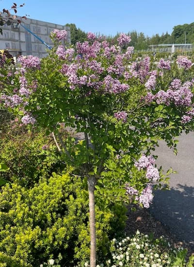 Pallopikkusyreeni, rungollinen 