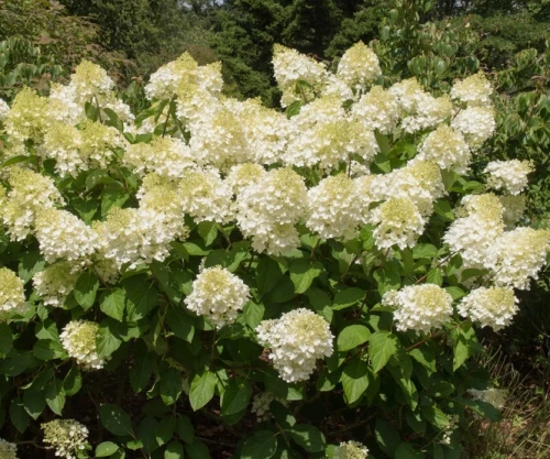 Japaninhortensia (syyshortensia)