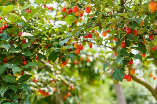 Sarjahopeapensas (oliivimarja, syysoliivi)