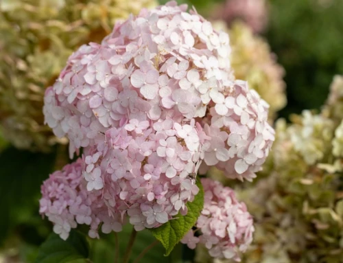 Pallohortensia