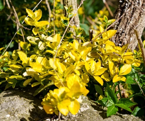 Suikerosorvarinpensas