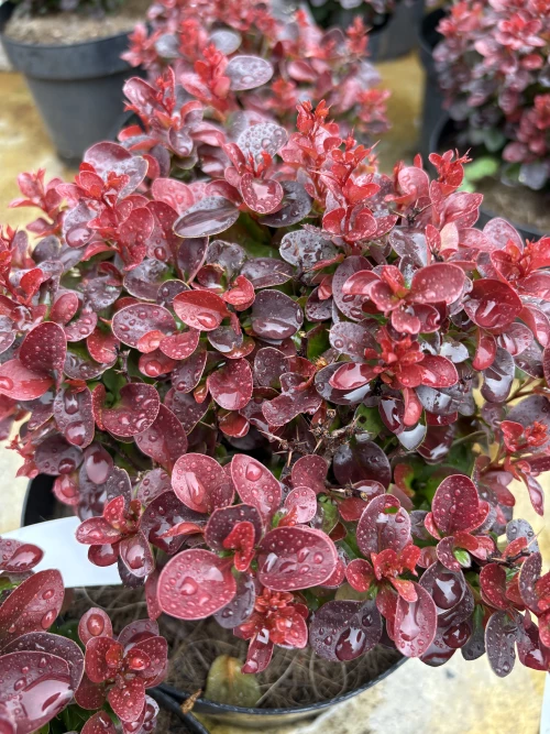 Kääpiöpurppurahappomarja