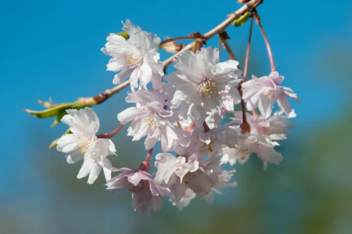 Japaninkääpiökirsikka