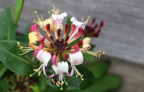 Ruotsinköynnöskuusama