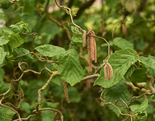 Peikonpähkinäpensas