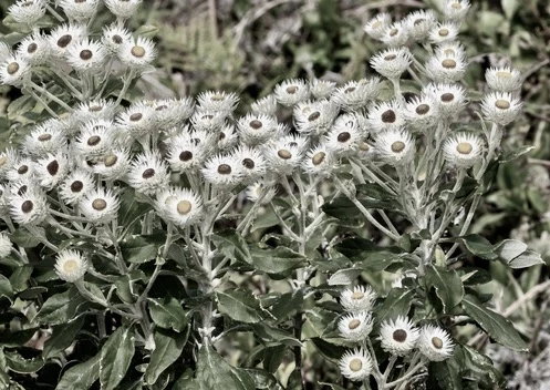 Nepalinnukkajäkkärä