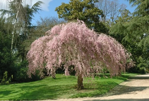 Riippakoristekirsikka