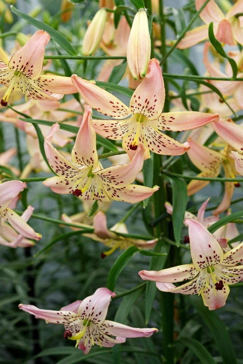 Nuokkulilja (tiikerililja)