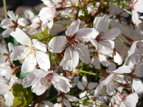 Kuriilienleimukirsikka 