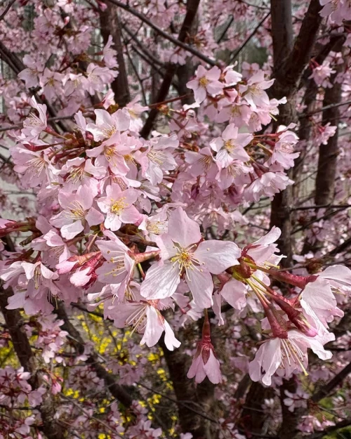 Kuriilienleimukirsikka