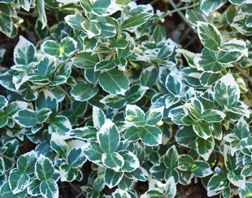 Suikerosorvarinpensas runkovartinen