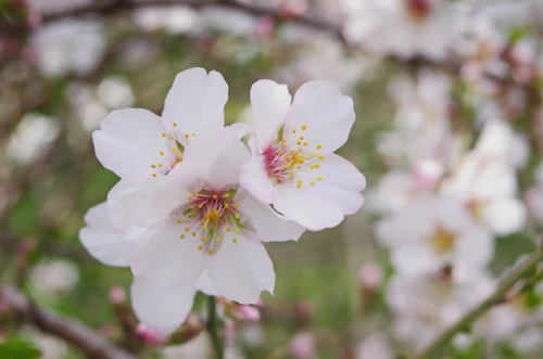 Japaninkääpiökirsikka 