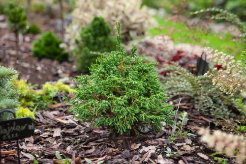 Kääpiöjapaninsypressi 