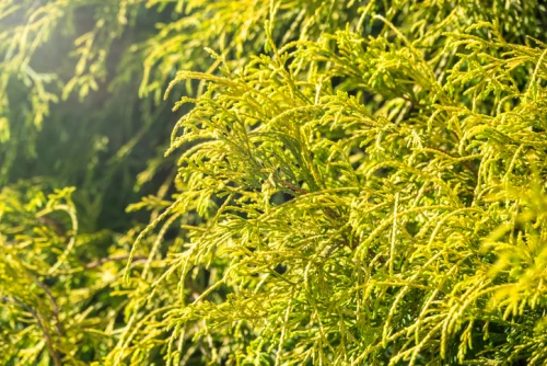 Kultainen hernesypressi