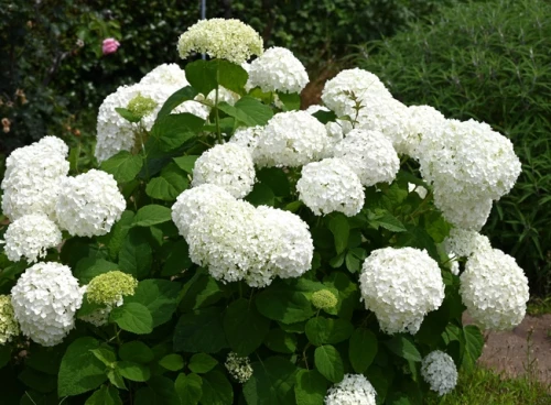 Pallohortensia