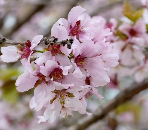 Japaninkääpiökirsikka