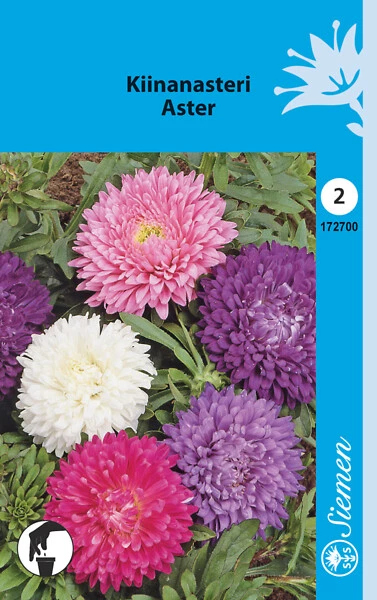 Kiinanasteri kääpiökrysanteemiasteri