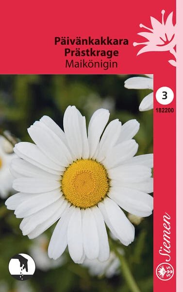 Päivänkakkara Maikönigin