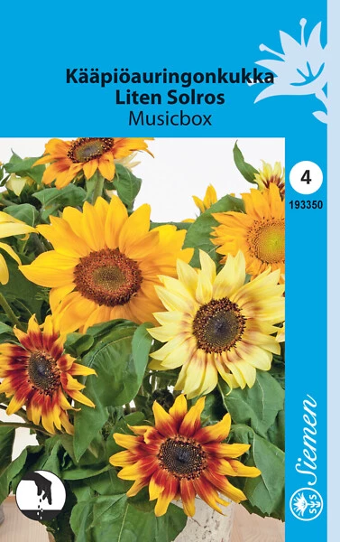 Kääpiöauringonkukka Musicbox