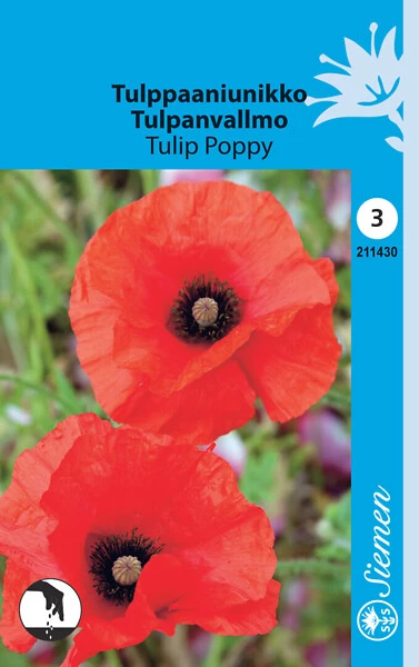 Tulppaaniunikko Tulip Poppy