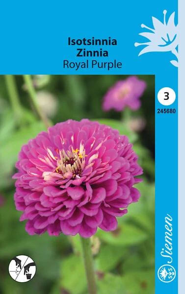 Isotsinnia Royal Purple