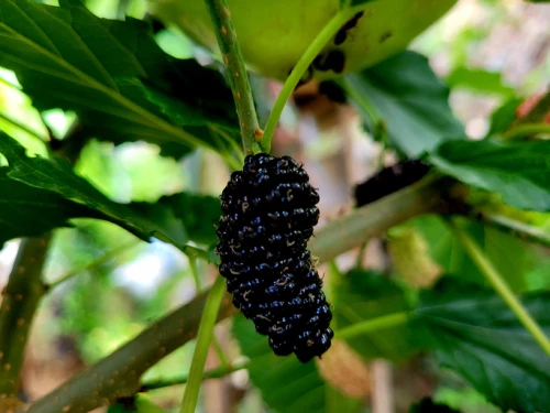 Mustamulperi