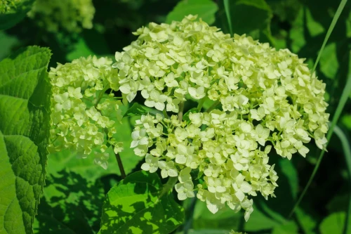 Pallohortensia 
