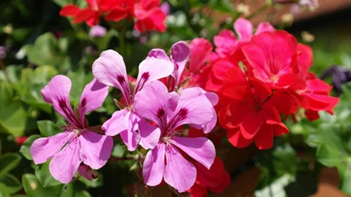 Pelargoni 