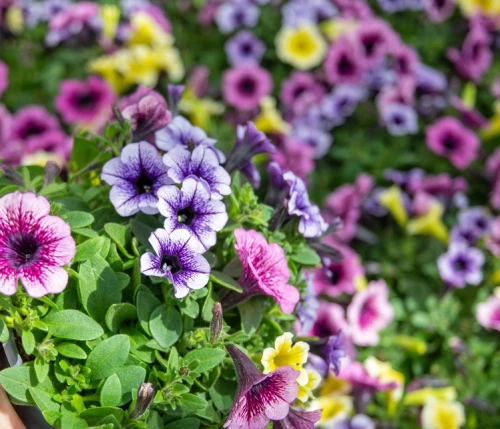 Petunia 