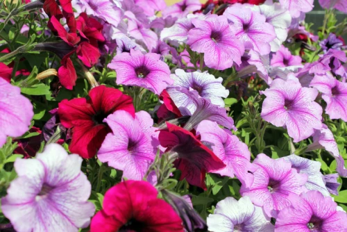 Petunia  