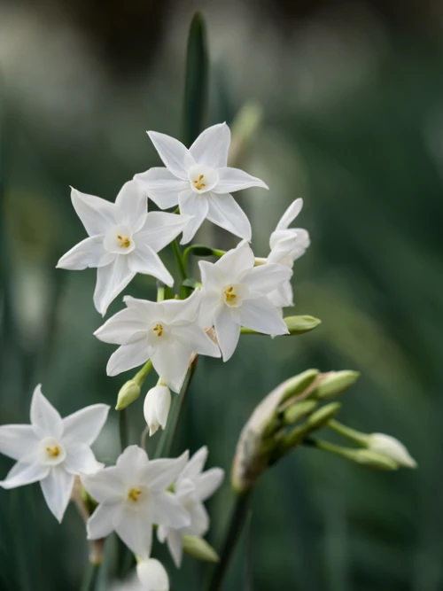 Sarjanarsissi Paperwhite